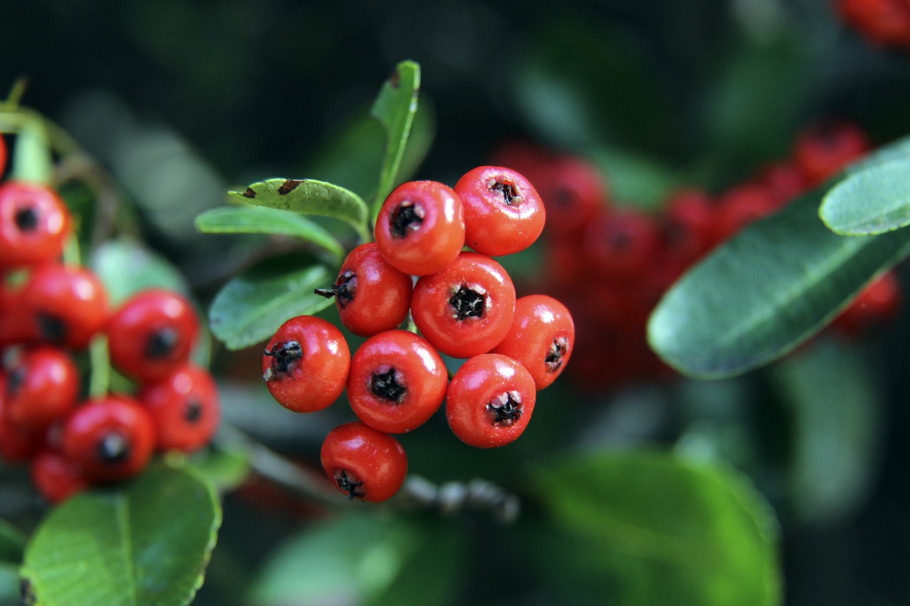 国际米兰与 国际米兰与