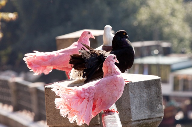 哈兰德在本 哈兰德在本