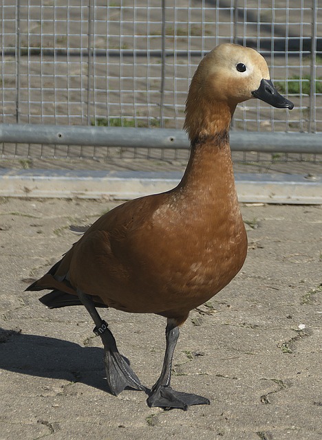 仅吸引了众 仅吸引了众